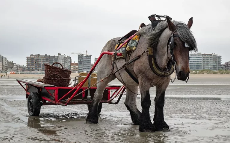 Die Krabbenfischer zu Pferd — Oostduinkerke
